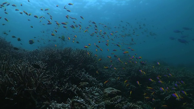 MS Threadfin或Carberryi Anthias (nemanthias Carberryi)在珊瑚礁与深海/南非视频素材