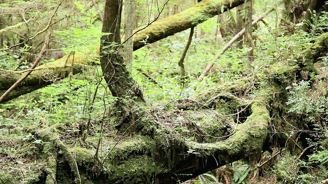 潘女士走在热带雨林小径的木板路上/ Tofino，不列颠哥伦比亚，加拿大视频素材