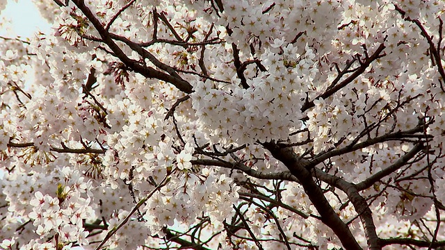 樱花MS Flowers of cherry blossom /首尔，韩国视频素材