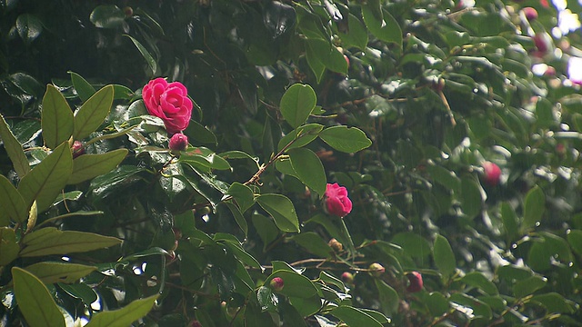 茶花和雨的MS镜头/韩国济柔道视频素材