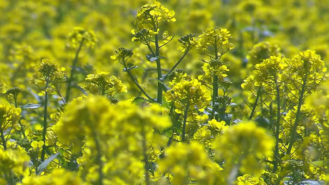 MS黄色的油菜籽花/韩国济柔道视频素材