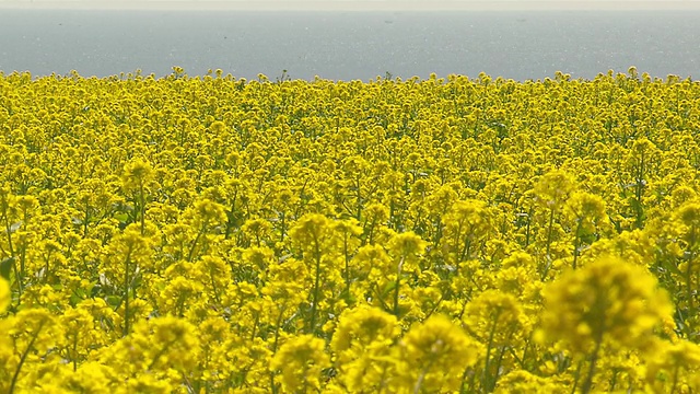 MS黄色的油菜籽花/韩国济柔道视频素材