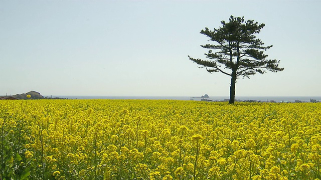 MS黄色的油菜籽花/韩国济柔道视频素材