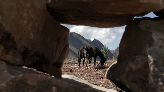 龙猫山和土地视频素材