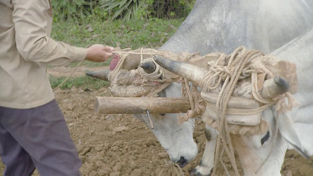 农民在系牛，古巴视频素材