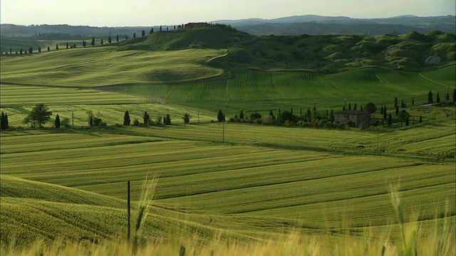 MS View of Cornfield in tuscan countryside in sunset with country house /锡耶纳，托斯卡纳，意大利视频素材