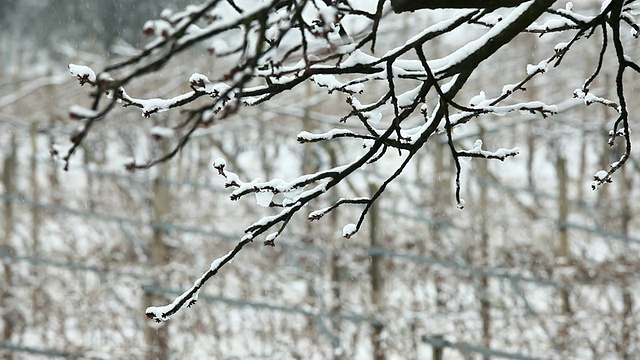 降雪,高清视频视频素材