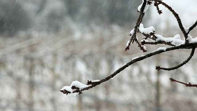 树枝在雪，高清视频视频素材