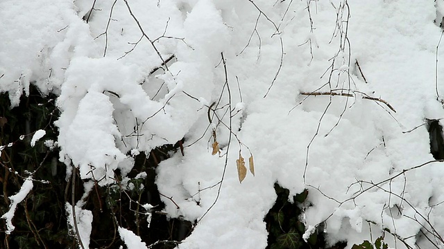 在多雪的悬崖上，树叶随风飘动视频素材