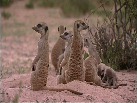 MS猫鼬家族，Suricata suricatta，环顾四周，库鲁曼河保护区，南非视频素材