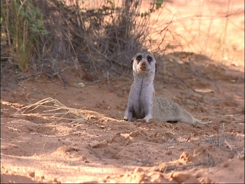 Meerkat, Suricata suricatta，仰望天空寻找空中捕食者，库鲁曼河保护区，南非视频素材