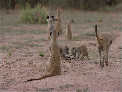 MS狐獴群，Suricata suricatta，挖洞和环顾四周，库鲁曼河保护区，南非视频素材