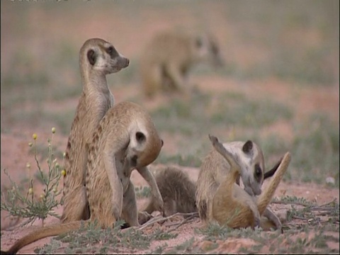 MS组的猫鼬，Suricata suricatta，梳理和抓挠，库鲁曼河保护区，南非视频素材