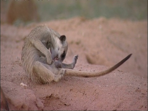 Meerkat, Suricata suricatta，梳理，库鲁曼河保护区，南非视频素材