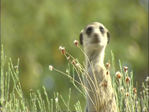 南非库鲁曼河保护区，Suricata suricatta的猫鼬躺在沙地上视频素材