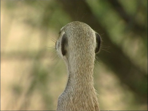 CU Meerkat, Suricata suricatta，头环顾四周，库鲁曼河保护区，南非视频素材