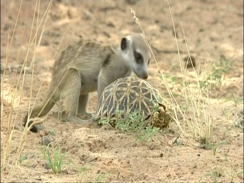 南非库鲁曼河保护区，猫鼬，Suricata suricatta，与乌龟玩耍视频素材