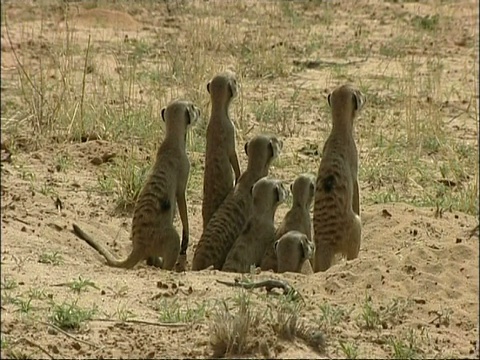 MS猫鼬家族，Suricata suricatta，远离相机，库鲁曼河保护区，南非视频素材