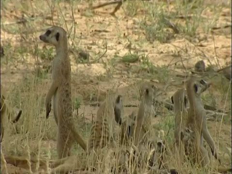 南非库鲁曼河保护区，猫鼬家族，Suricata suricatta，忙着挖洞，四处张望视频素材