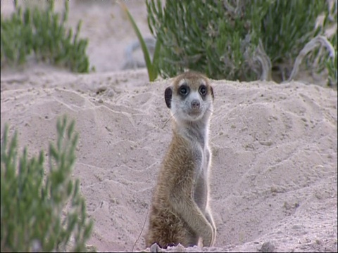 Meerkat, Suricata suricatta，头环顾四周，库鲁曼河保护区，南非视频素材