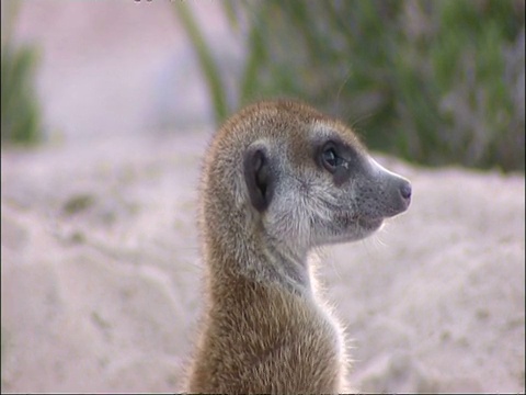 CU Meerkat, Suricata suricatta，头环顾四周，库鲁曼河保护区，南非视频素材