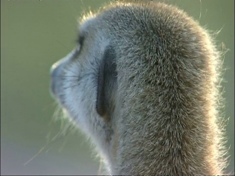 Meerkat, Suricata suricatta，站在灌木丛中环顾四周，库鲁曼河保护区，南非视频素材