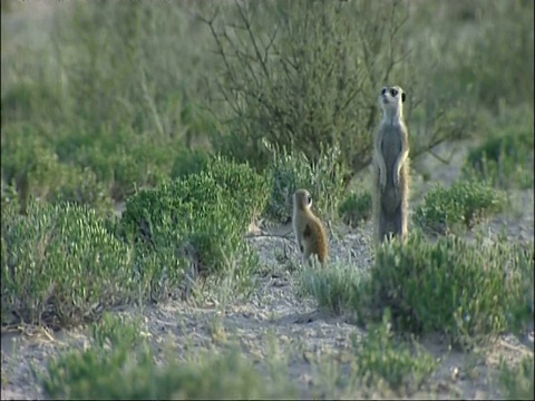 Meerkat, Suricata suricatta，站在灌木丛中环顾四周，库鲁曼河保护区，南非视频素材