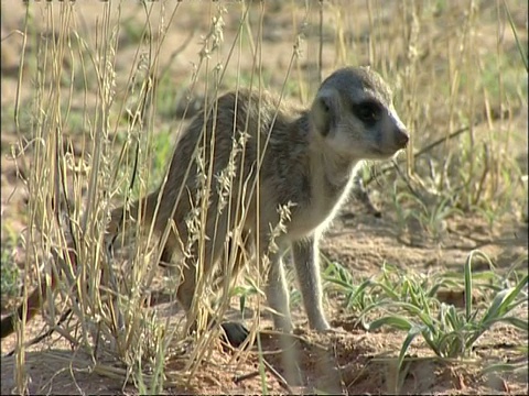 CU Meerkat, Suricata suricatta，站在灌木丛中环顾四周，库鲁曼河保护区，南非视频素材