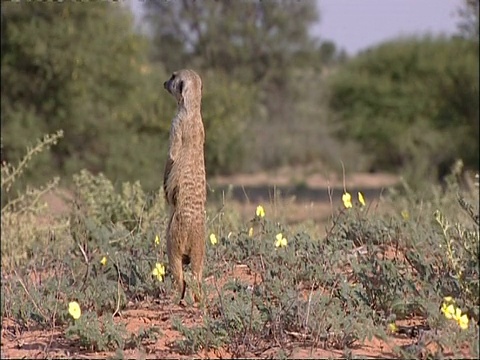 Meerkat, Suricata suricatta，站在灌木丛中环顾四周，库鲁曼河保护区，南非视频素材