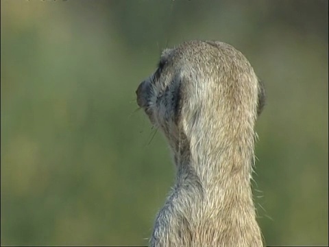 CU Meerkat, Suricata suricatta，头环顾四周，库鲁曼河保护区，南非视频素材