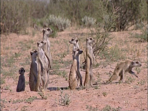 MS猫鼬家族，Suricata suricatta，环顾四周，库鲁曼河保护区，南非视频素材