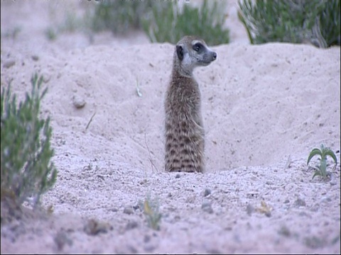 MS Meerkat, Suricata suricatta，头从洞中伸出来，环顾四周，库鲁曼河保护区，南非视频素材