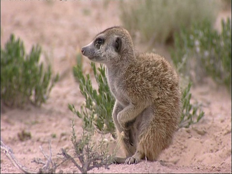 Meerkat, Suricata suricatta，蹲在沙地上，库鲁曼河保护区，南非视频素材