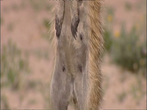 雌性猫鼬，Suricata suricatta，在南非库鲁曼河保护区的灌木丛中四处张望视频素材