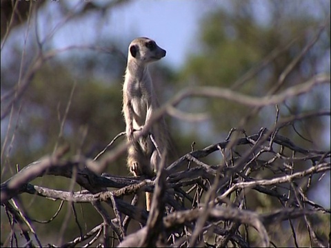 CU Meerkat, Suricata suricatta，站在树上，环顾四周，库鲁曼河保护区，南非视频素材