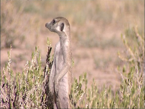 Meerkat, Suricata suricatta，站着环顾四周，库鲁曼河保护区，南非视频素材