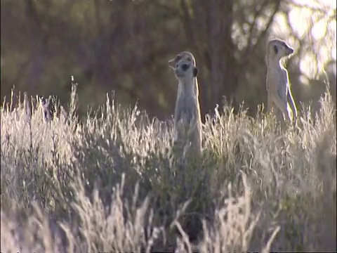 南非库鲁曼河保护区，一群猫鼬，Suricata suricatta，从草地上冒出来，站着看着视频素材