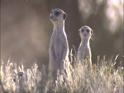 南非库鲁曼河保护区，一群猫鼬，Suricata suricatta，从草地上冒出来，站着看着视频素材