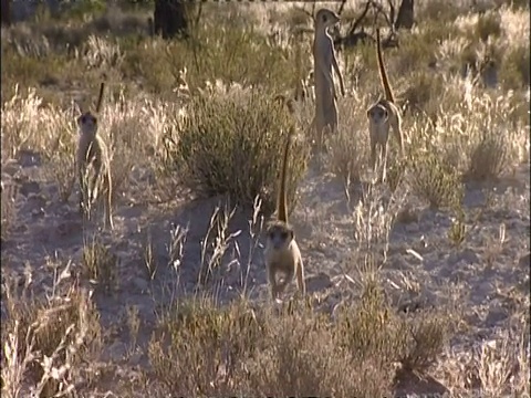 南非库鲁曼河保护区，西澳一群猫鼬，Suricata suricatta，跑向摄像机，穿过灌木丛视频素材