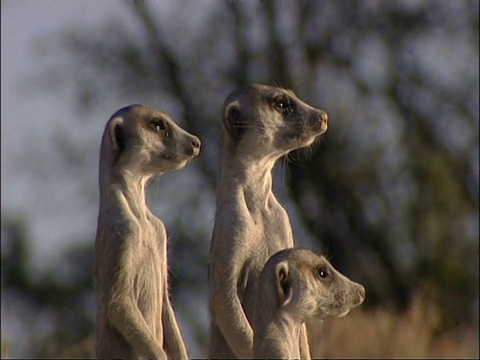 一群猫鼬，Suricata suricatta，四处张望，库鲁曼河保护区，南非视频素材