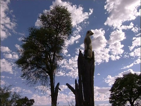 WA Meerkat, Suricata suricatta，站在树顶，环顾四周，库鲁曼河保护区，南非视频素材