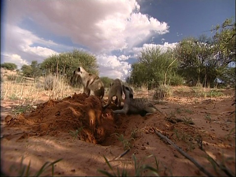 MS猫鼬家族，Suricata suricatta，挖洞和环顾四周，库鲁曼河保护区，南非视频素材