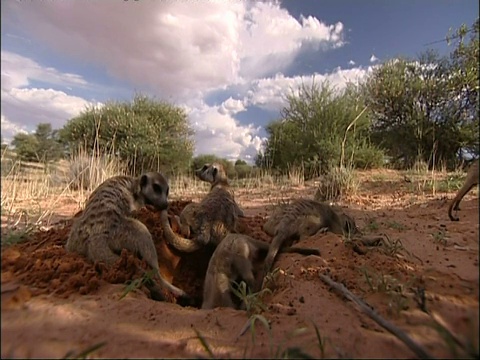 MS狐獴群，Suricata suricatta, burrow附近，库鲁曼河保护区，南非视频素材