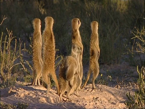 MS狐獴群，Suricata suricatta，站着环顾四周，库鲁曼河保护区，南非视频素材