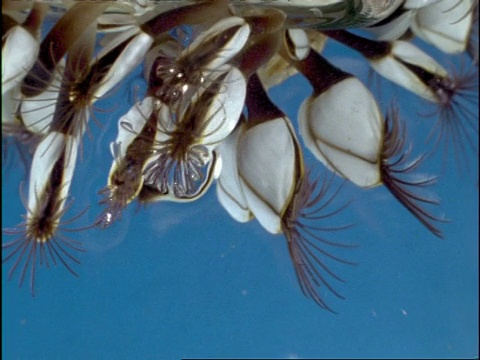 cugassum Goose Barnacles (Lepas pectinata)滤食，1捕捉水母(Porpita)，百慕大视频素材