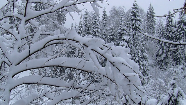 雪树视频素材