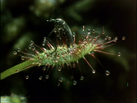 茅膏菜捕虫，英国视频素材