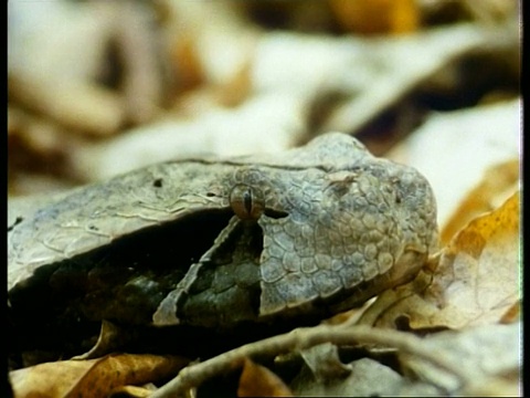 加蓬蝰蛇(Bitis gabonica)，头部类似叶子的蛇，编辑序列，非洲;序列剪辑，特殊术语适用视频素材