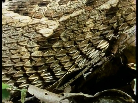 cupuff Adder, Bitis arietans，侧视图，鳞片身体移动过去的落叶，肯尼亚视频素材