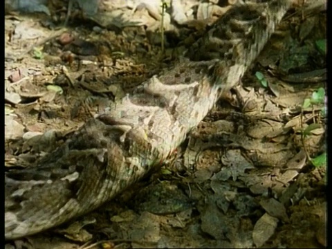 MS Puff Adder, Bitis arietans，离开相机越过落叶，肯尼亚视频素材